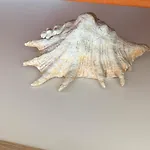 Holiday Mirjana * ראב